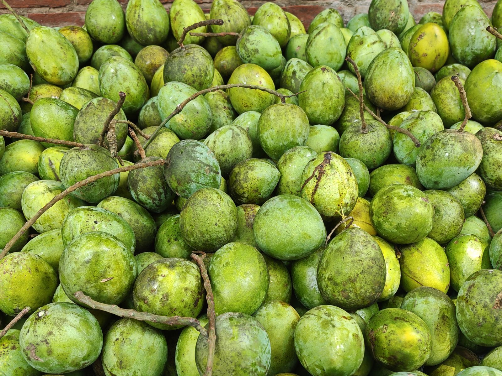 Xoài xanh vừa hái còn cành lá