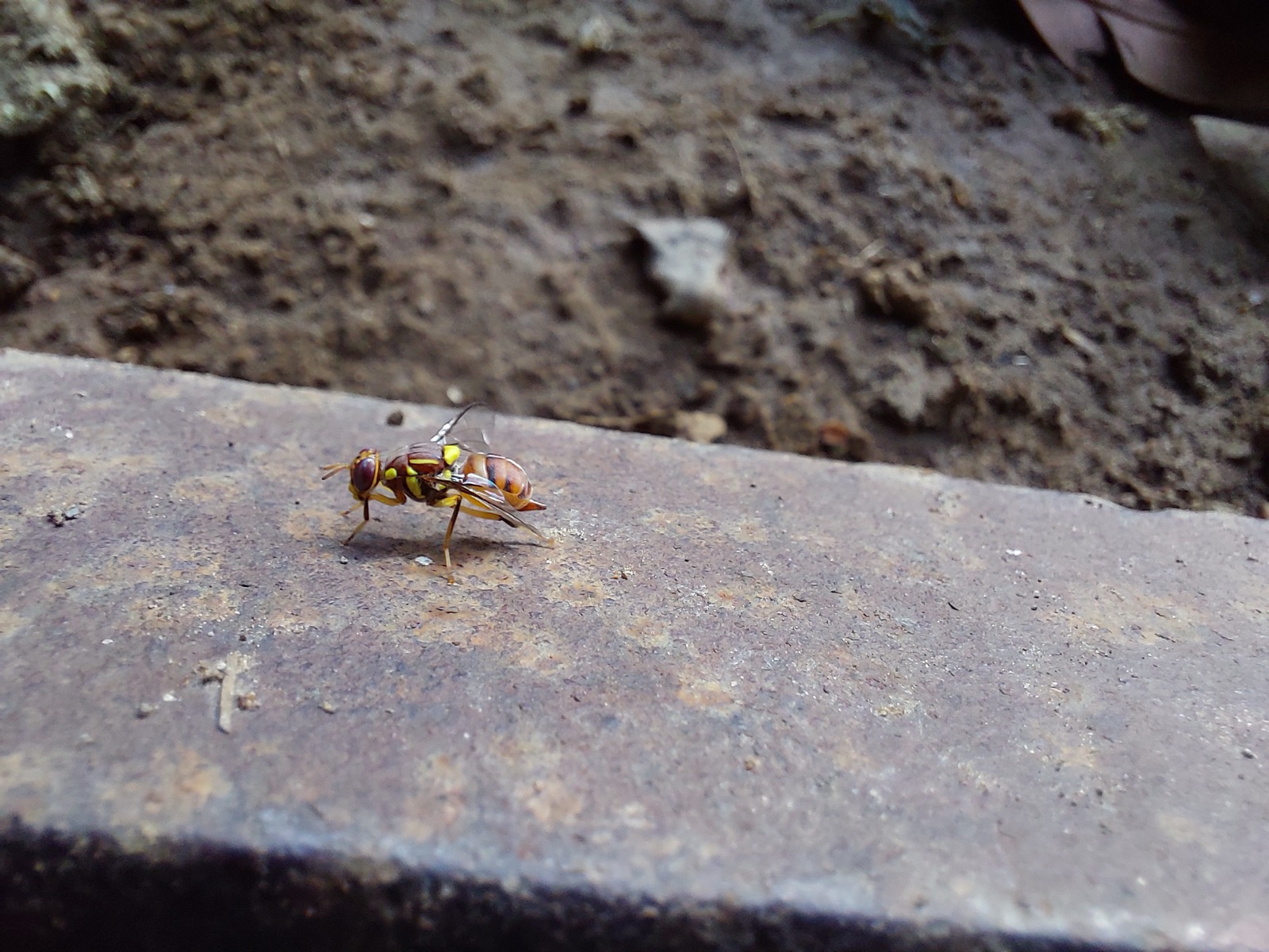 Ruồi đục quả Bactrocera dorsalis trên nền tối